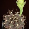 Gymnocalycium_mihanovichii_7